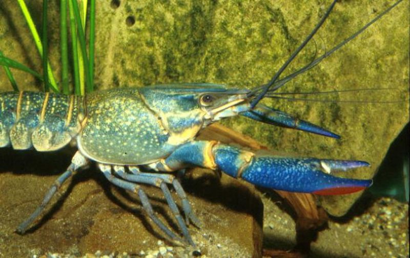  Cherax quadricarinatus (Red Claw) 