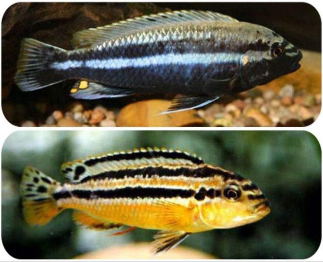 Hovedbilde Melanochromis auratus 4-6CM