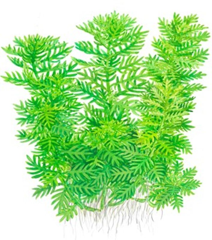 Hottonia inflata - Potte