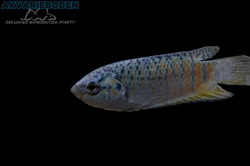 Macropodus Opercularis Blue Fin
