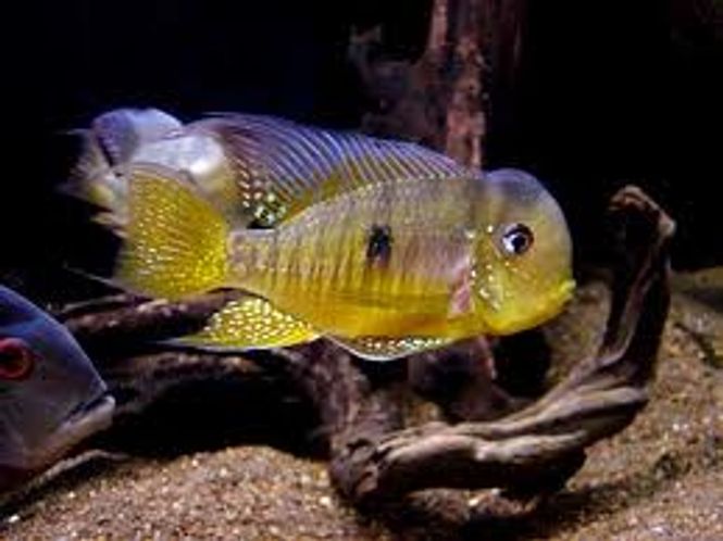 Hovedbilde Gymnogeophagus balzanii