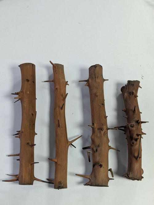 Hovedbilde Spiny Branch 20-30cm 