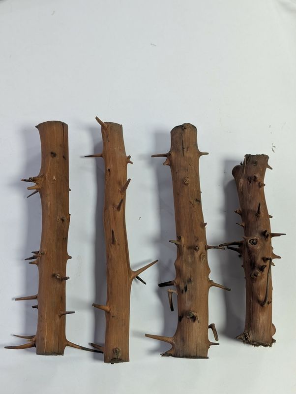 Spiny Branch 20-30cm 