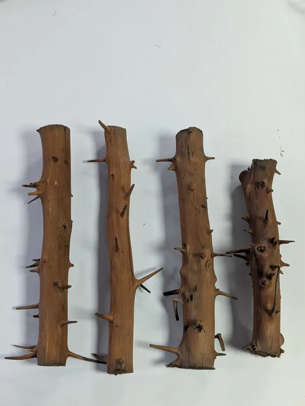 Spiny Branch 20-30cm 