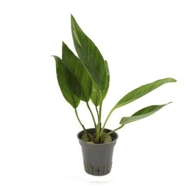 Anubias congensis round Akvarieplante