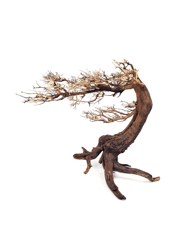 Wio Bonsai Arboretum S  L:20-30/H:15-20cm