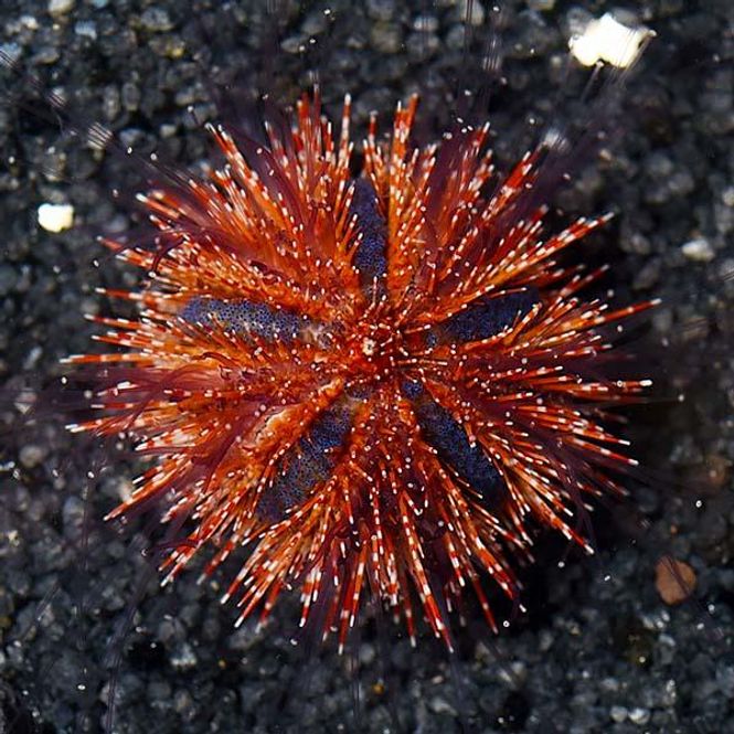 Hovedbilde Mespilia Globulus  (Red) Tuxedo Urchin 