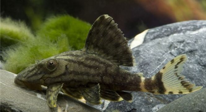 Hovedbilde  L-191, Panaque sp