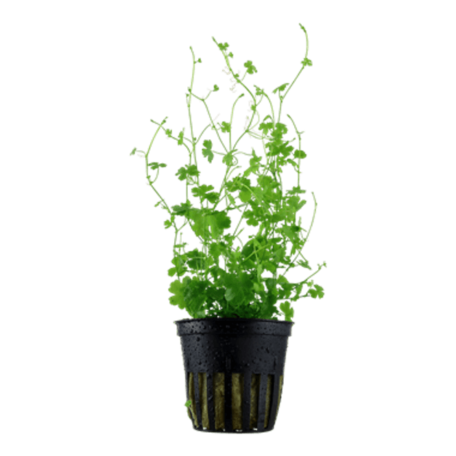 Hovedbilde Hydrocotyle tripartita - Potte