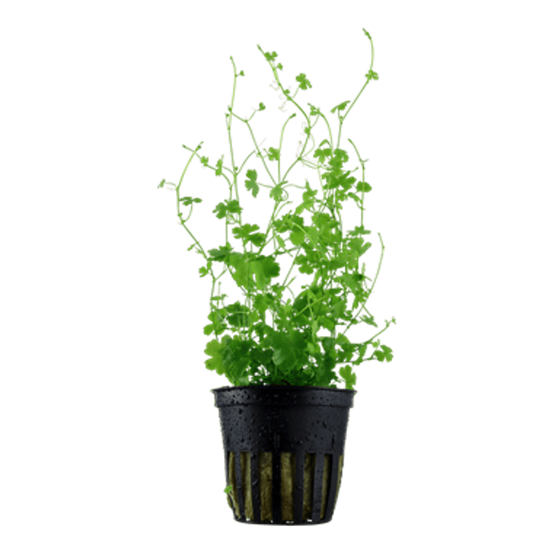 Hydrocotyle tripartita - Potte
