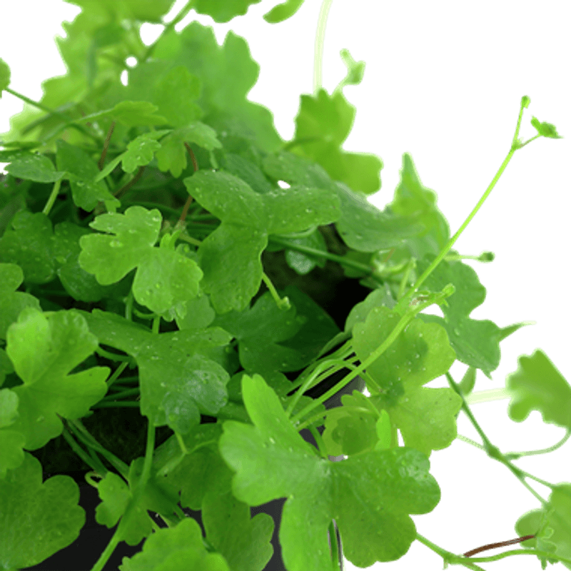 Hydrocotyle tripartita - Potte