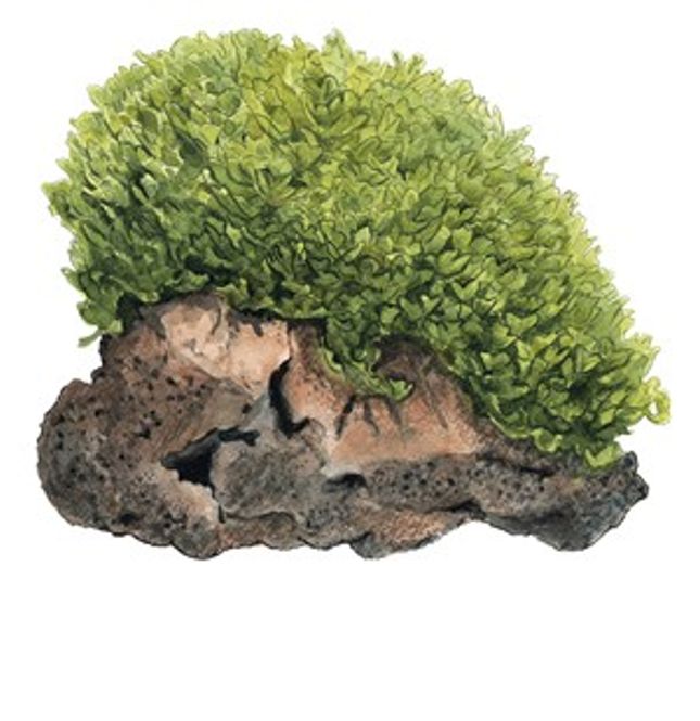 Hovedbilde Monosolenium tenerum - 1-2 Grow!