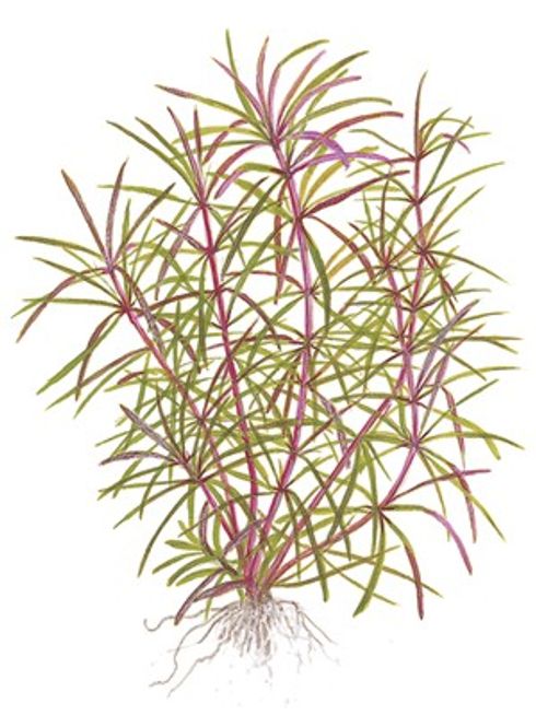Hovedbilde Pogostemon Stellata Broadleaf  Red