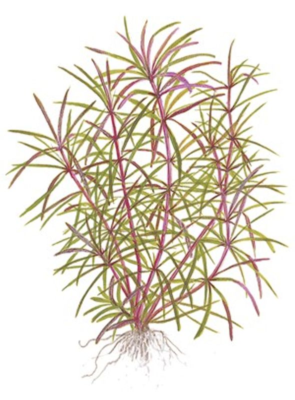 Pogostemon Stellata Broadleaf  Red