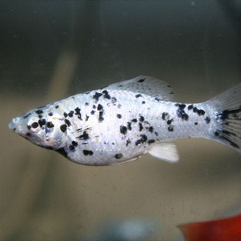Poecilia Sphenops Dalmantiner Molly 