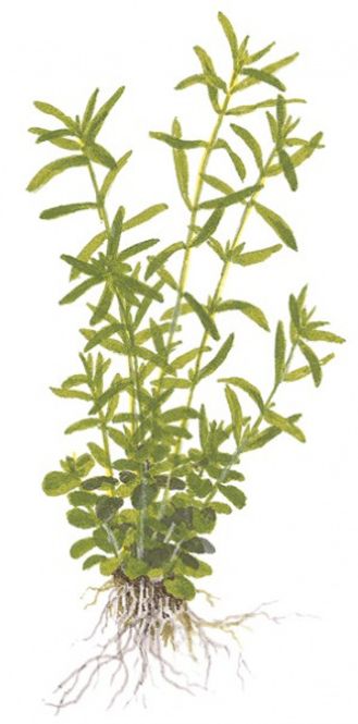Hovedbilde Rotala rotundifolia Sp Green