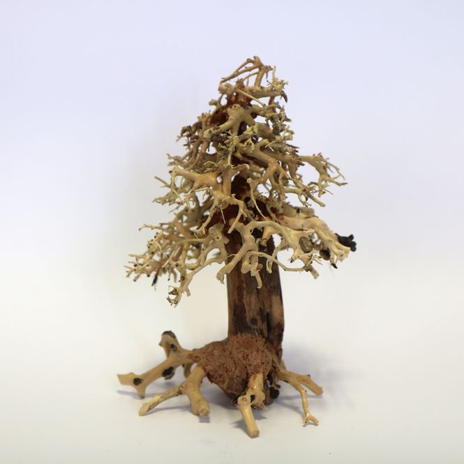 Hovedbilde Christmas Tree Wood Medium Pc  15 x 20 x 15cm