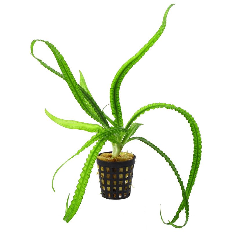 Crinum natans Akvarieplante