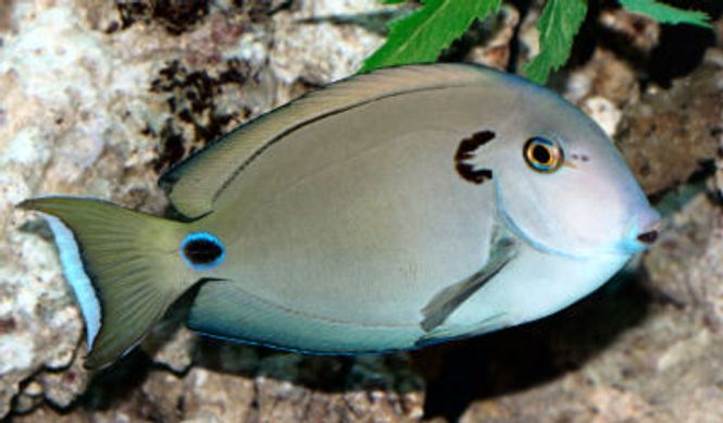 Hovedbilde Acanthurus tennenti /vampyr kirug  15-17cm