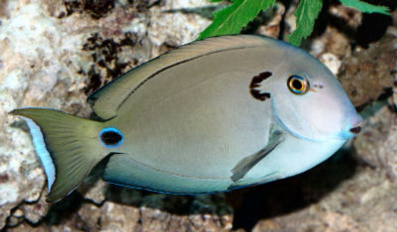 Acanthurus tennenti /vampyr kirug  15-17cm