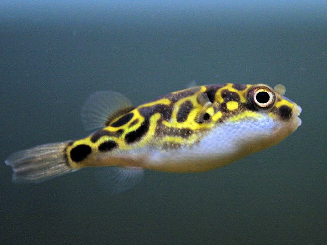 Hovedbilde Tetraodon biocellatus 8talls kulefisk 