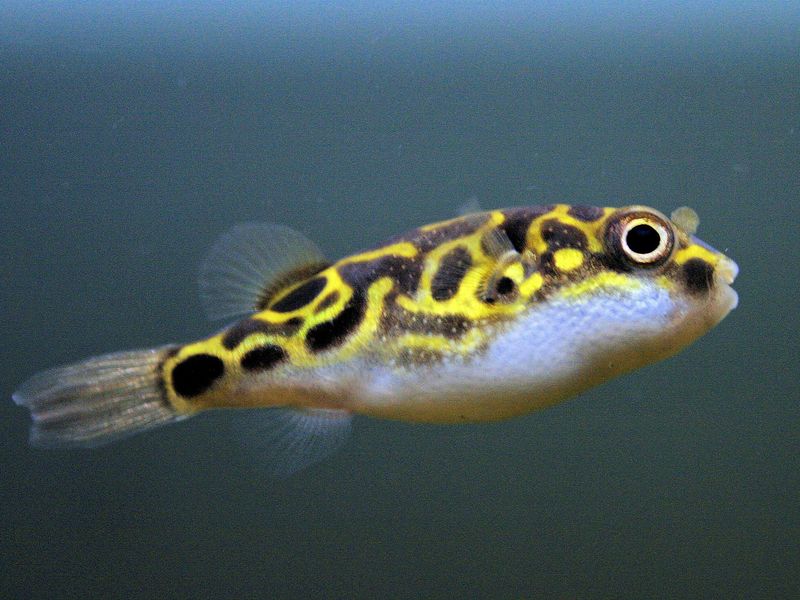 Tetraodon biocellatus 8talls kulefisk 