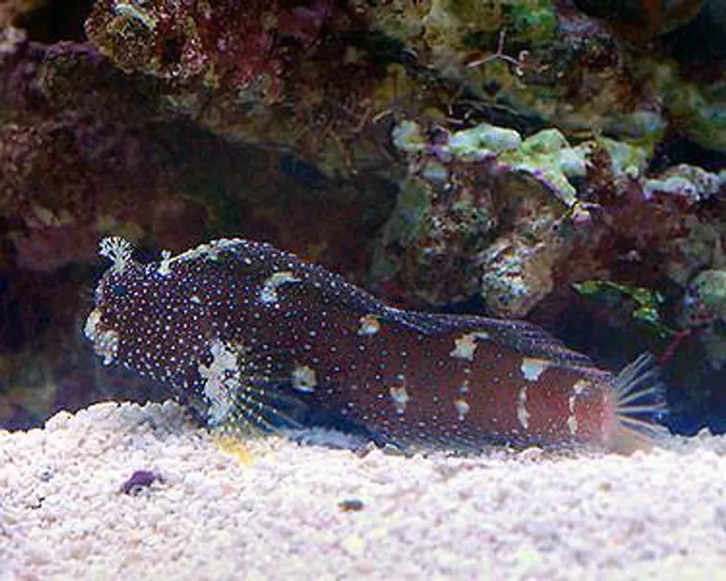 Stjerne Blenny  / Salarias Ramosus