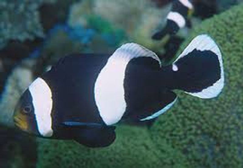 Saddleback klovnefisk / Amphiprion polymnus