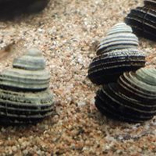 Hovedbilde Blå Turbo Snegle 