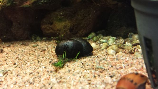 Hovedbilde Batman snegle 