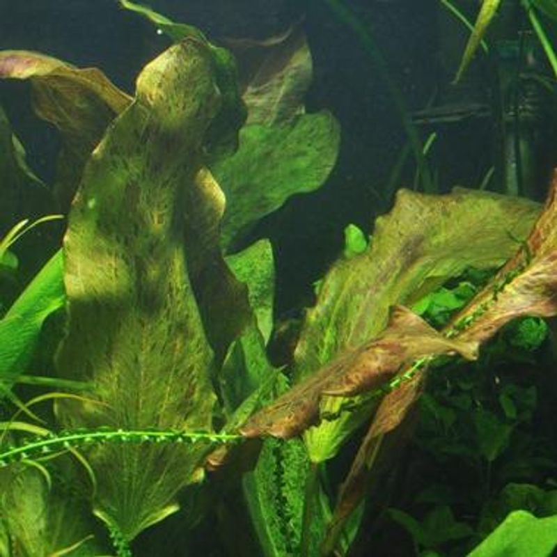 Echinodorus 
