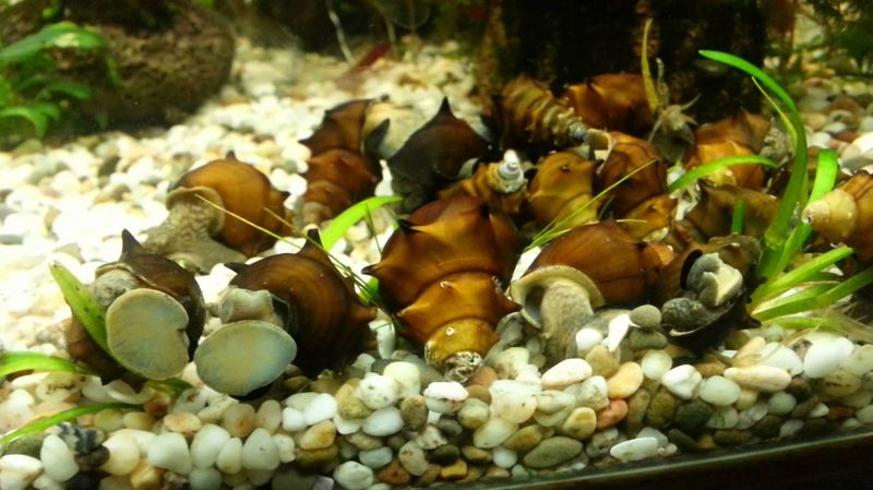 Brotia pagodula snegle