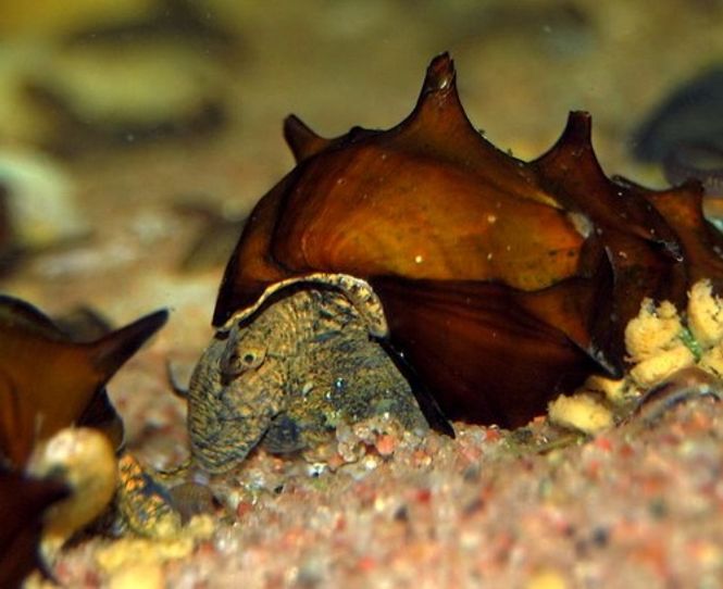 Hovedbilde Brotia pagodula snegle