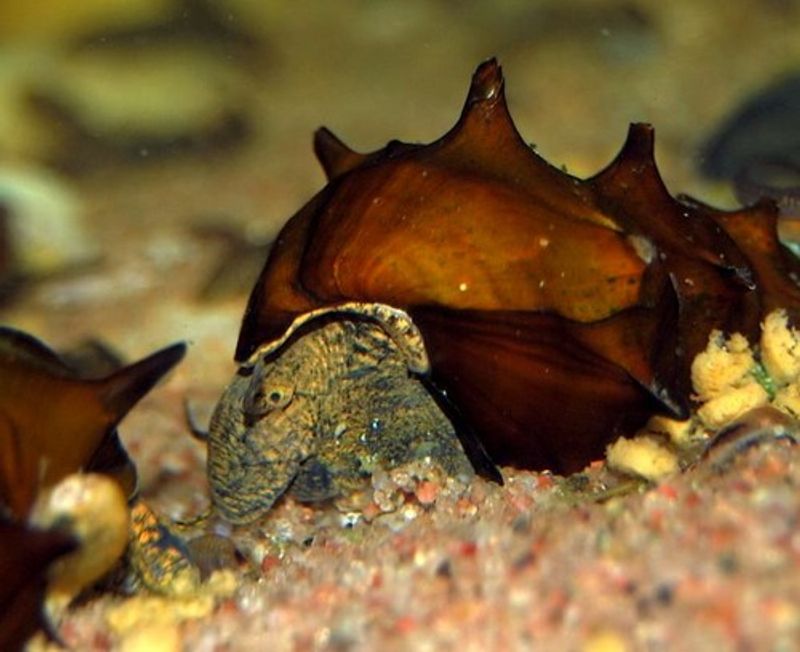 Brotia pagodula snegle