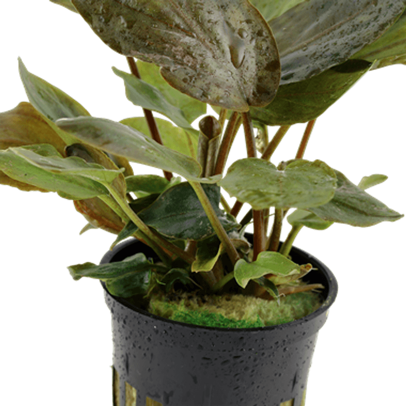 Lagenandra meeboldii 