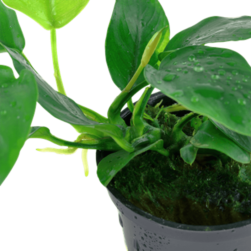 Anubias barteri  var. nana Akvarieplante