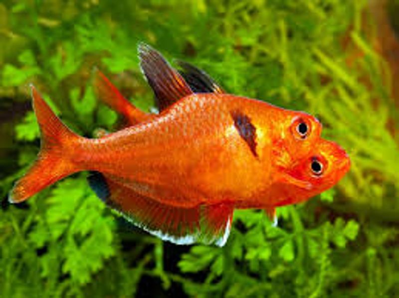 Serpa Tetra Super Red / Hyphessobrycon eques