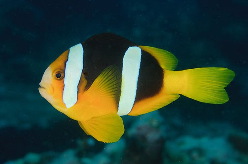 clownfish Amphiprion  clarkii par 