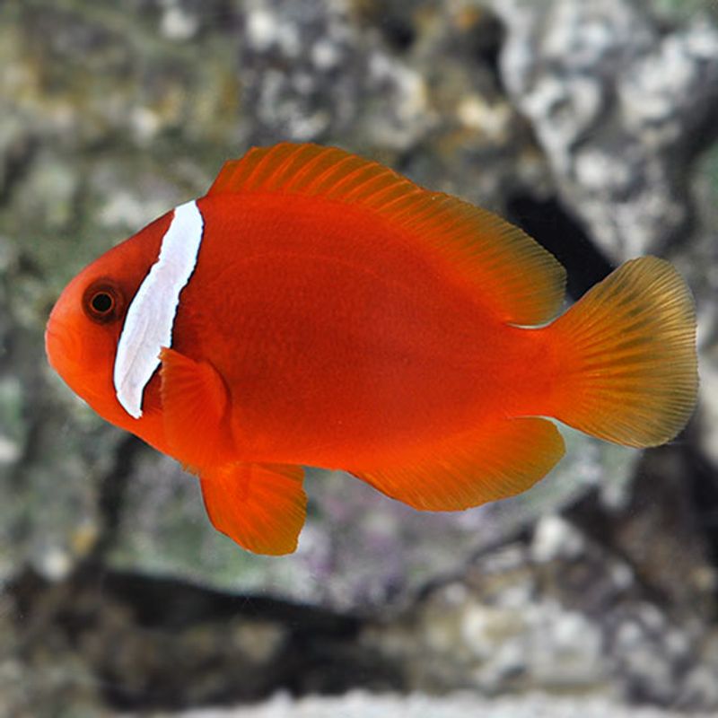 Tomat klovnefisk / Amphiprion frenatus