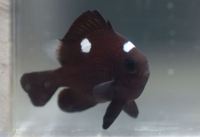 Hovedbilde Domino Damsel Dascyllus aruanus