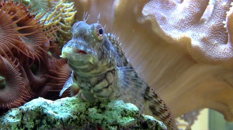 Algeblenny Salarias fasciatus Large