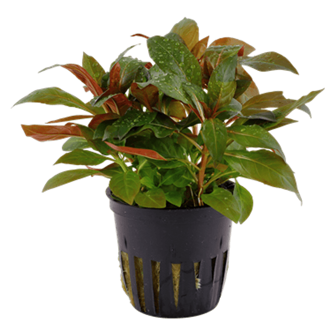 Hovedbilde Ludwigia paluistrus (glandulosa ) Akvarieplante