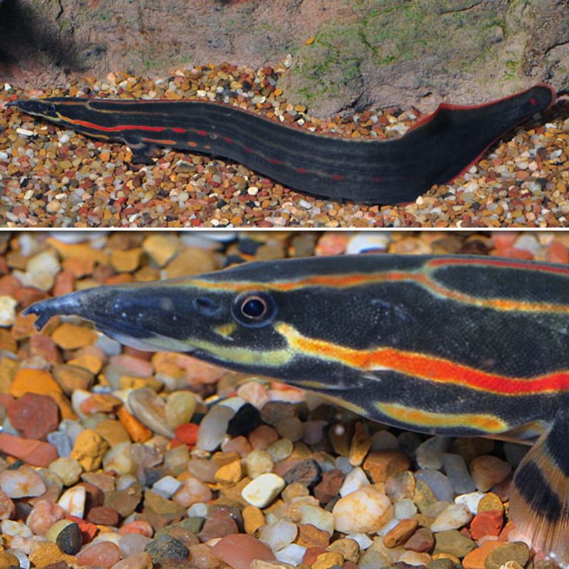 Mastacembelus erythrotaenia -Ild Ål 