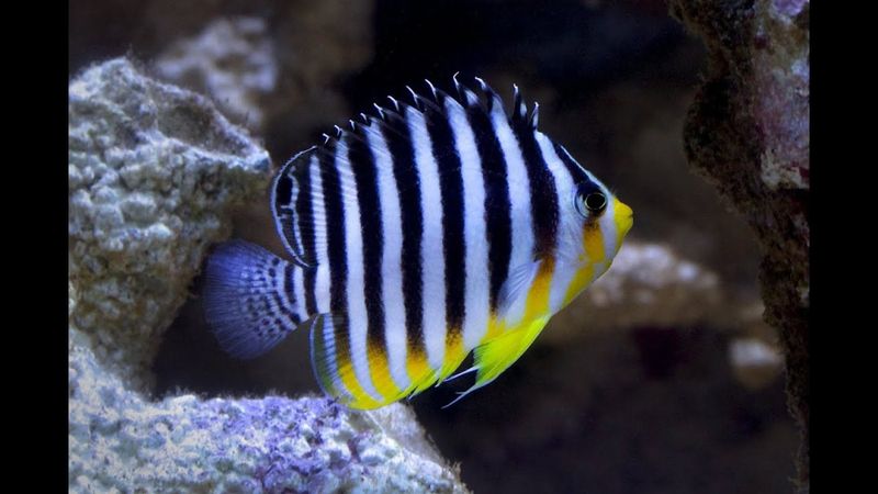 Paracentropyge multifasciata / Multibar Angel