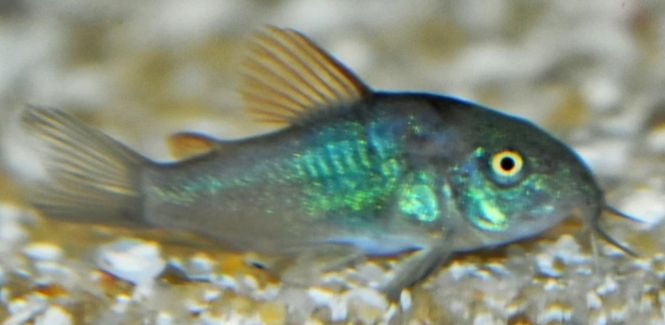 Hovedbilde Corydoras Blue laser 