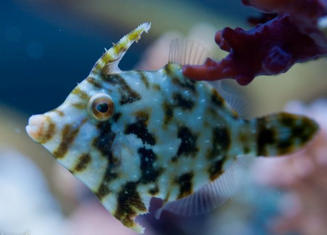 Hovedbilde Filefish Acreichthys tomentosus