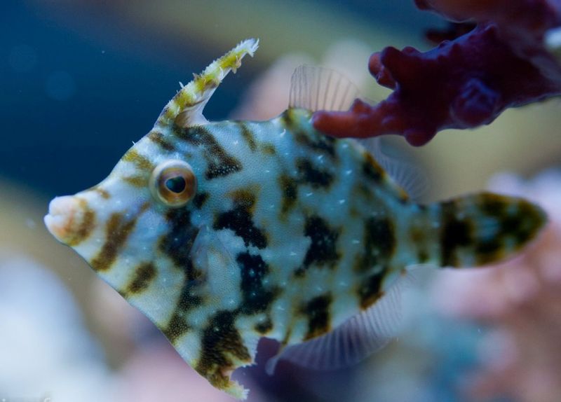 Filefish Acreichthys tomentosus