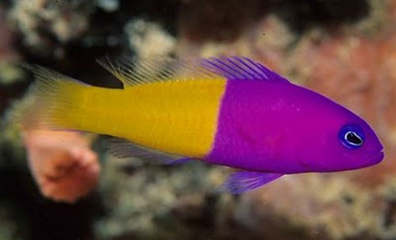 Royal Dottyback Pictichromis paccagnellae