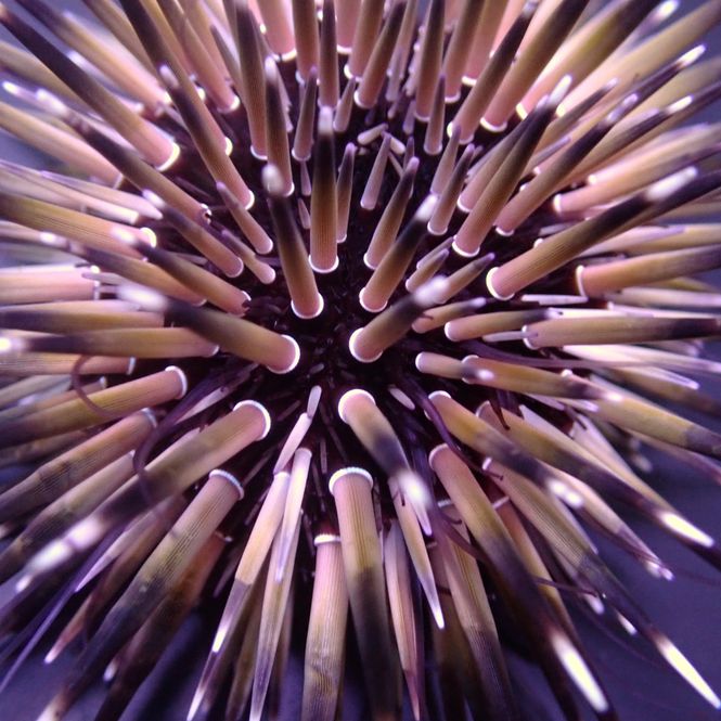 Hovedbilde Echinometra mathaei (Premium color)