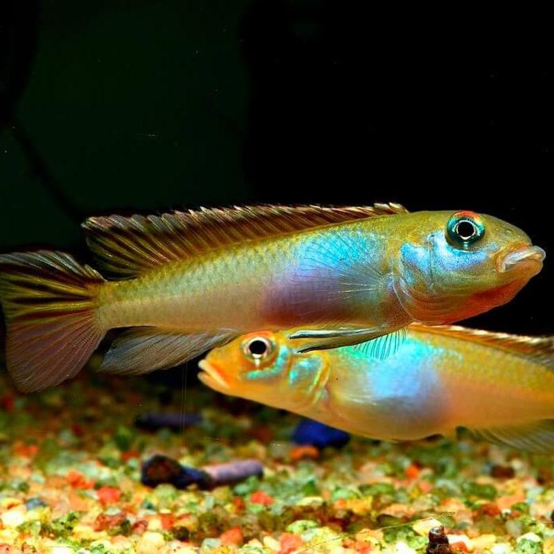 Nanochromis Parlius VF 